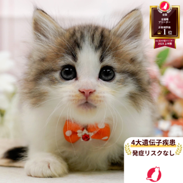 ノルウェージャンフォレストキャット【神奈川県・女の子・2025年10月5日・ブラウンタビー&ホワイト】の写真「😸🌼11/29(土)🐾こねこの見学会開催🎉」