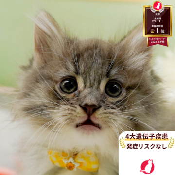 ノルウェージャンフォレストキャット【神奈川県・女の子・2025年9月20日・ブルータビー&ホワイト】の写真「😸🌼11/29(土)🐾こねこの見学会開催🎉」