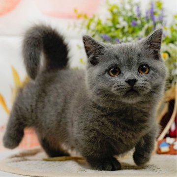 マンチカン(短足)【神奈川県・女の子・2025年5月16日・ブルー】の写真「😸🫧8/9(土)子猫の見学会開催🎉」