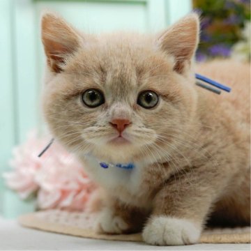 マンチカン(長足)【神奈川県・男の子・2025年5月18日・クリーム&ホワイト】の写真「7/12(土)🐾子猫の見学会開催✨」