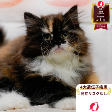 ラガマフィン【神奈川県・女の子・2025年5月18日・キャリコ】の写真「😸🫧8/9(土)子猫の見学会開催🎉」