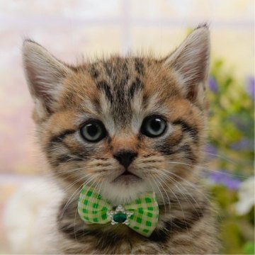 マンチカン(長足)【神奈川県・男の子・2025年7月29日・ブラウンタビー】の写真「🏆🐾ブリーダーランキング✨全国1位獲得👑」