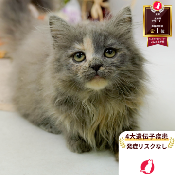 ラガマフィン【神奈川県・女の子・2025年8月11日・ブルークリーム】の写真「🏆🐾ブリーダーランキング✨全国1位獲得👑」