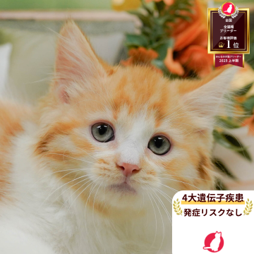 ミヌエット(長足)【神奈川県・男の子・2025年3月27日・レッドタビー&ホワイト】の写真「😸🌼7/12(土)🐾子猫の見学会開催🎉」