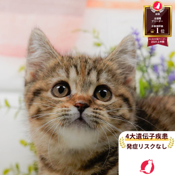 マンチカン(長足)【神奈川県・女の子・2025年7月29日・ブラウンタビー】の写真「🏆🐾ブリーダーランキング✨全国1位獲得👑」