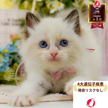 ラグドール【神奈川県・女の子・2025年6月5日・シールポイントバイカラー】の写真「😸🫧8/9(土)子猫の見学会開催🎉」