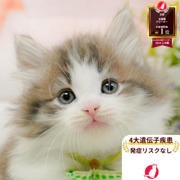 ノルウェージャンフォレストキャット【神奈川県・男の子・2025年9月20日・ブルーパッチドタビー&ホワイト】の写真「👑2025年上半期にて日本1位になりました！👑」