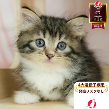 ノルウェージャンフォレストキャット【神奈川県・女の子・2025年5月9日・ブラウンタビー&ホワイト】の写真「😸🫧8/9(土)子猫の見学会開催🎉」