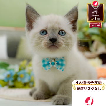 マンチカン(長足)【神奈川県・男の子・2025年8月6日・ブルーポイント】の写真「🧡9/20～23😸ねこちゃん相談会開催🧡」
