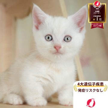 マンチカン(短足)【神奈川県・男の子・2025年8月20日・クリームタビー】の写真「😸🍁11/1(土)ねこちゃん見学会開催🍁😸」