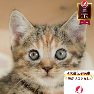 マンチカン(長足)【神奈川県・女の子・2025年8月24日・ブラウンパッチドタビー】の写真「👑2025年上半期にて日本1位になりました！👑」