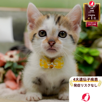 マンチカン(短足)【神奈川県・女の子・2025年10月19日・ブラウンタビー&ホワイト】の写真「👑2025年上半期にて日本1位になりました！👑」