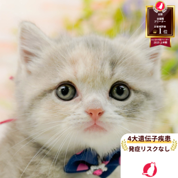 マンチカン(長足)【神奈川県・女の子・2025年10月1日・ブルークリーム&ホワイト】の写真「👑2025年上半期にて日本1位になりました！👑」