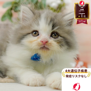 サイベリアン【神奈川県・男の子・2025年7月31日・ブルー&ホワイト】の写真「🧡9/20～23😸ねこちゃん相談会開催🧡」