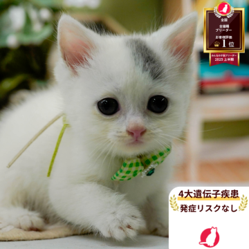 マンチカン(長足)【神奈川県・男の子・2025年6月15日・ブルー&ホワイト】の写真「😸🫧8/9(土)子猫の見学会開催🎉」