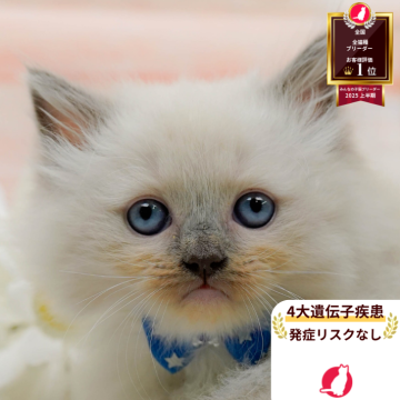 ラグドール×ラガマフィン【神奈川県・男の子・2025年9月6日・ブルーポイントミテッド】の写真「😸🍁11/1(土)ねこちゃん見学会開催🍁😸」