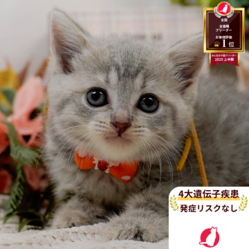 マンチカン(長足)【神奈川県・女の子・2025年6月15日・ブルーパッチドタビー】の写真「😸🫧8/9(土)子猫の見学会開催🎉」
