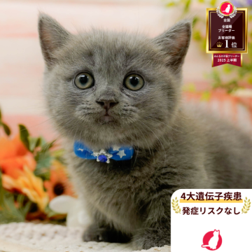 マンチカン(短足)【神奈川県・男の子・2025年7月31日・ブルーパッチドタビー】の写真「🧡9/20～23😸ねこちゃん相談会開催🧡」