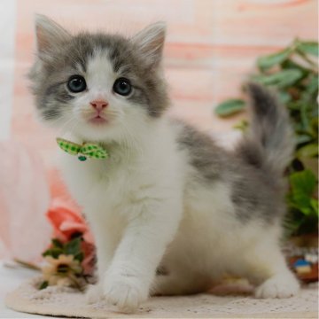 ノルウェージャンフォレストキャット【神奈川県・男の子・2025年7月6日・ブルータビー&ホワイト】の写真「😸💓10/4(土)ねこちゃん見学会開催🎉」