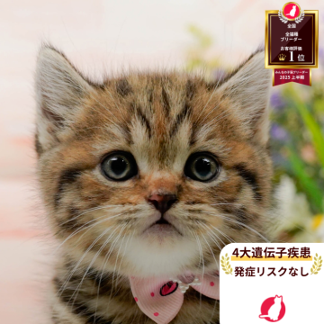 マンチカン(長足)【神奈川県・女の子・2025年7月29日・ブラウンタビー】の写真「🧡9/20～23😸ねこちゃん相談会開催🧡」