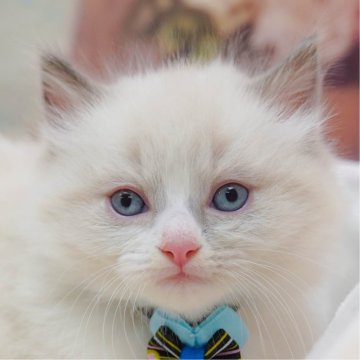 ラグドール【神奈川県・男の子・2025年10月7日・ブルーポイントバイカラー】の写真「👑2025年上半期にて日本1位になりました！👑」