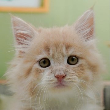 サイベリアン【神奈川県・男の子・2025年5月4日・クリームタビー&ホワイト】の写真「7/12(土)🐾子猫の見学会開催✨」