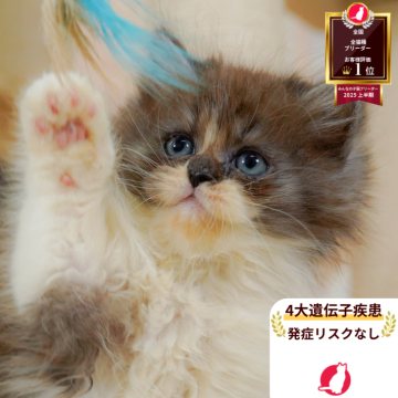 ミヌエット(長足)【神奈川県・男の子・2025年7月5日・チョコレート&ホワイト】の写真「🧡9/20～23😸ねこちゃん相談会開催🧡」