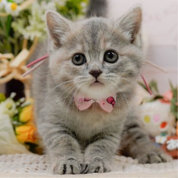 マンチカン(長足)【神奈川県・女の子・2025年5月18日・ブルーパッチドタビー】の写真「7/12(土)🐾子猫の見学会開催✨」