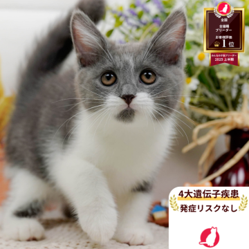 マンチカン(長足)【神奈川県・男の子・2025年7月14日・ブルー&ホワイト】の写真「😸💓10/4(土)ねこちゃん見学会開催🎉」