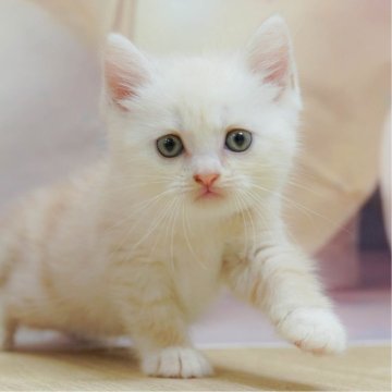 マンチカン(長足)【神奈川県・女の子・2025年5月5日・クリームタビー】の写真「👑 2025年上半期全国ブリーダー1位 👑」