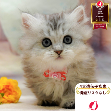 ミヌエット(短足)【神奈川県・女の子・2025年10月1日・シルバーパッチドタビー】の写真「👑2025年上半期にて日本1位になりました！👑」