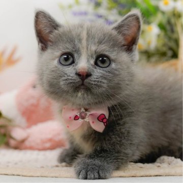 マンチカン(短足)【神奈川県・女の子・2025年7月31日・ダイリュートキャリコ】の写真「😸🐾10/12・13開催✨お迎え前相談会💛」