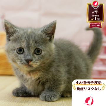 マンチカン(短足)【神奈川県・女の子・2025年7月9日・ブルークリーム】の写真「🧡9/20～23😸ねこちゃん相談会開催🧡」