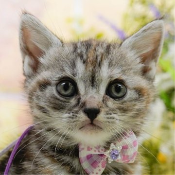 アメリカンショートヘア【神奈川県・女の子・2025年4月22日・シルバーパッチドタビー】の写真「6/15(日)父の日🎩ねこちゃんの見学会開催😸」