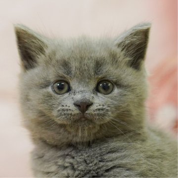 マンチカン(長足)【神奈川県・男の子・2025年7月9日・ブルー】の写真「😸💓10/4(土)ねこちゃん見学会開催🎉」