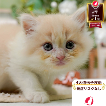 サイベリアン【神奈川県・女の子・2025年7月31日・クリーム&ホワイト】の写真「🧡9/20～23😸ねこちゃん相談会開催🧡」