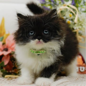 ラガマフィン【神奈川県・男の子・2025年6月27日・ブラック&ホワイト】の写真「😸🌼9/7(日)🐾子猫の見学会開催🎉」
