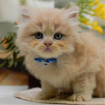 ラガマフィン【神奈川県・男の子・2025年5月18日・クリーム】の写真「7/12(土)🐾子猫の見学会開催✨」