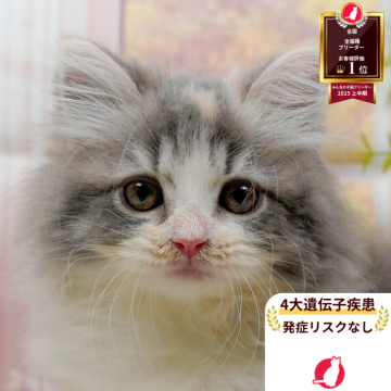 サイベリアン【神奈川県・女の子・2025年7月31日・ダイリュートキャリコ】の写真「😸🍁11/1(土)ねこちゃん見学会開催🍁😸」