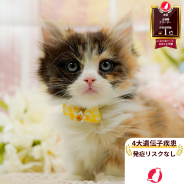 ミヌエット(長足)【神奈川県・女の子・2025年8月23日・キャリコ】の写真「😸🐾10/12・13開催✨お迎え前相談会💛」