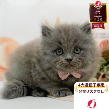 マンチカン(長足)【神奈川県・女の子・2025年7月25日・ブルー】の写真「🧡9/20～23😸ねこちゃん相談会開催🧡」