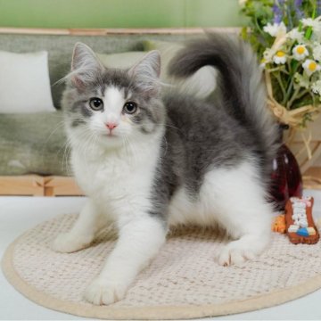 ノルウェージャンフォレストキャット【神奈川県・女の子・2025年7月6日・ブルータビー&ホワイト】の写真「😸🍁11/1(土)ねこちゃん見学会開催🍁😸」