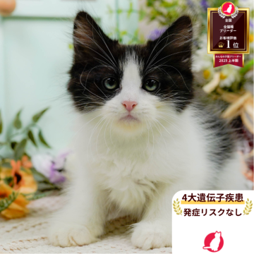 ミヌエット(長足)【神奈川県・男の子・2025年4月8日・ブラック&ホワイト】の写真「😸🫧8/9(土)子猫の見学会開催🎉」
