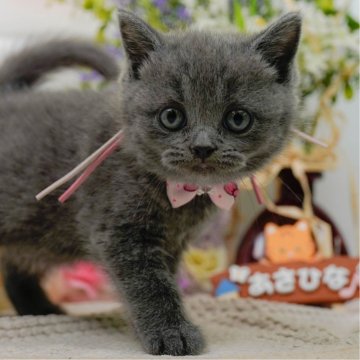 ブリティッシュショートヘア【神奈川県・女の子・2025年4月9日・ブルー】の写真「👑ブリーダーランキング1位獲得👑　」