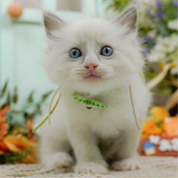 ラグドール【神奈川県・男の子・2025年5月7日・ブルーポイントバイカラー】の写真「👑 2024年下半期アワード神奈川県1位 👑」
