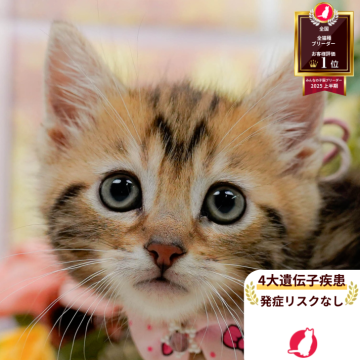 マンチカン(長足)【神奈川県・女の子・2025年10月19日・ブラウンタビー】の写真「👑2025年上半期にて日本1位になりました！👑」