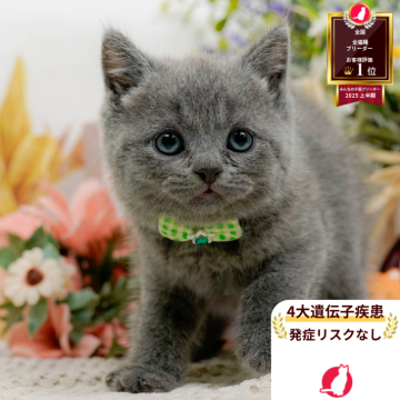 ブリティッシュショートヘア【神奈川県・男の子・2025年8月19日・ブルー】の写真「😸💓10/4(土)ねこちゃん見学会開催🎉」