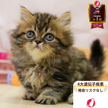 ミヌエット(短足)【神奈川県・女の子・2025年5月25日・ブラウンタビー】の写真「😸🫧8/9(土)子猫の見学会開催🎉」