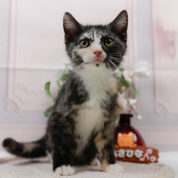 マンチカン(長足)【神奈川県・女の子・2025年5月5日・シルバーパッチドタビー&ホワイト】の写真「😸🌼9/7(日)🐾子猫の見学会開催🎉」