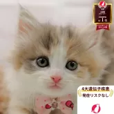 ノルウェージャンフォレストキャット